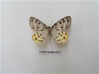 藏品(尺蛾123.a)的圖片